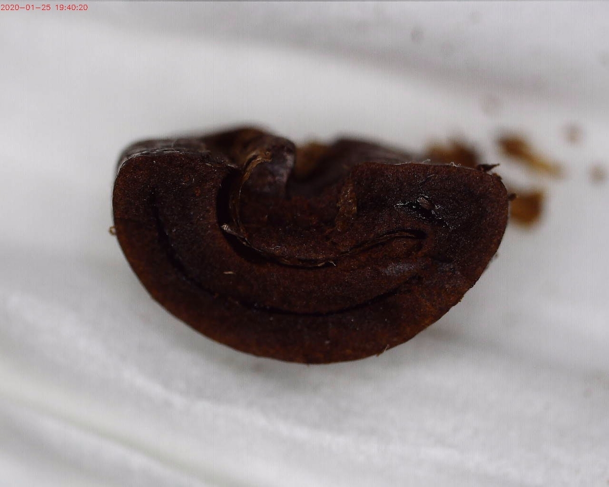 f:id:ptgj:20200125194425j:plain