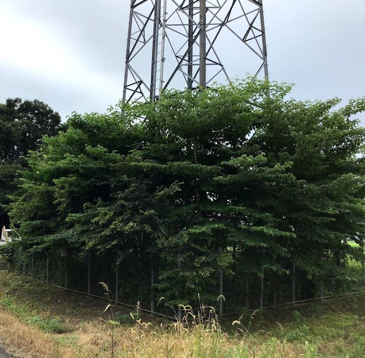 f:id:ptgj:20200812081638j:plain