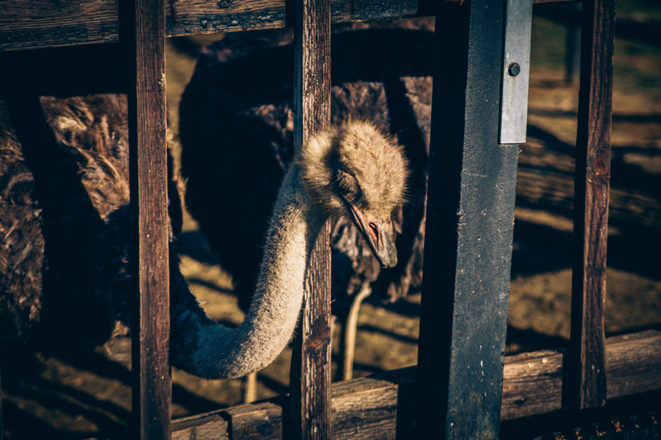 f:id:ptkabe:20171102072313j:plain