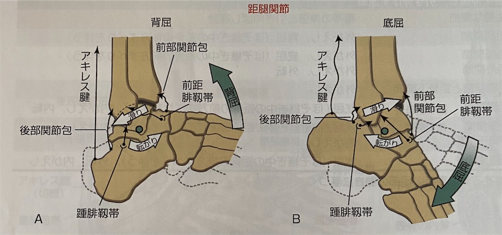 距腿関節(足関節)の運動・解剖 - ptoutput’s diary
