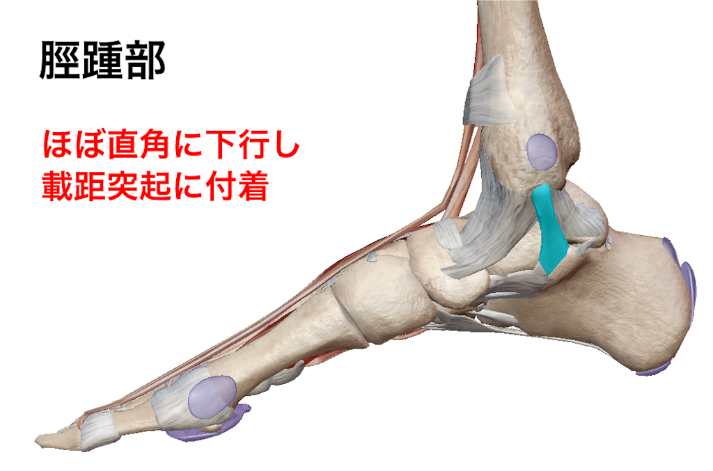 距腿関節 足関節 の運動 解剖 Ptoutput S Diary