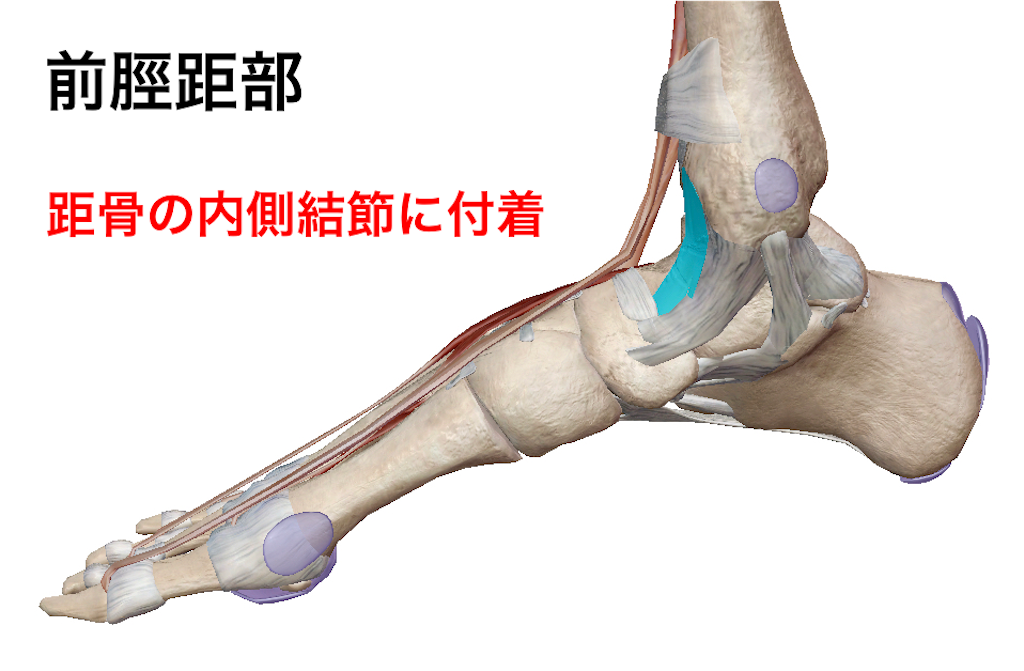 距腿関節(足関節)の運動・解剖 - ptoutput’s diary