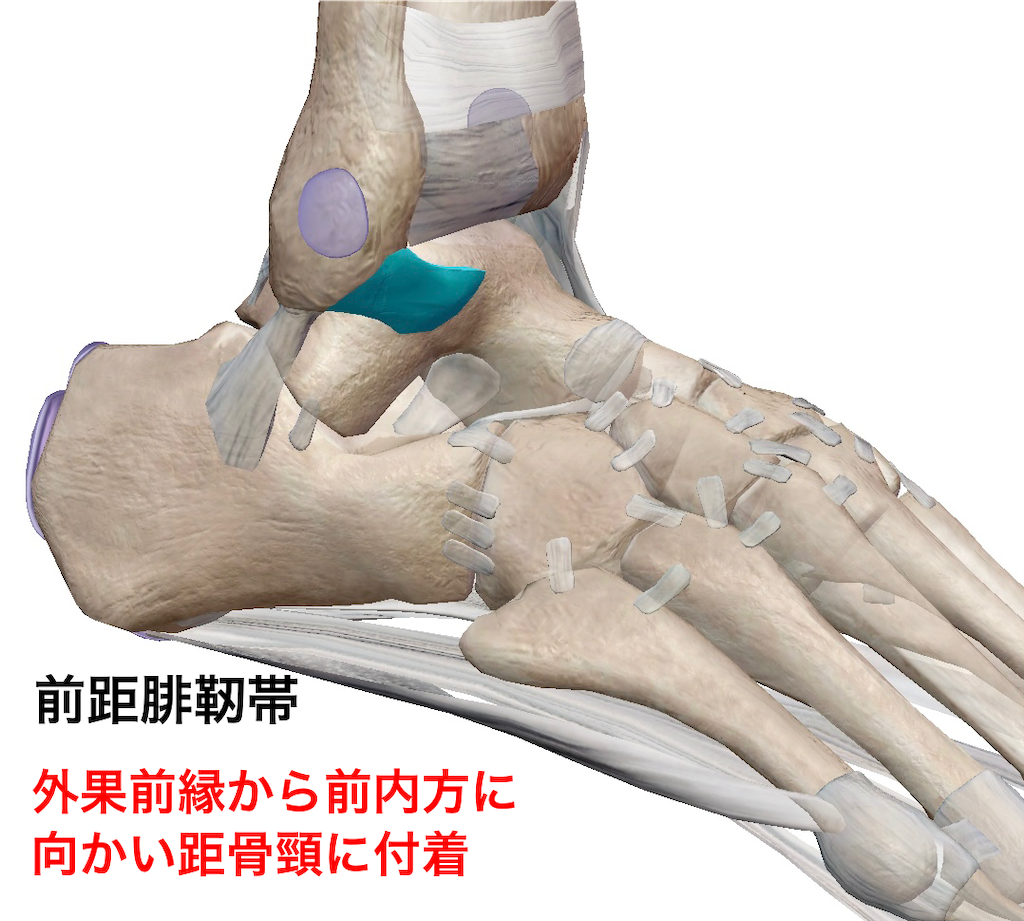 距腿関節(足関節)の運動・解剖 - ptoutput’s diary