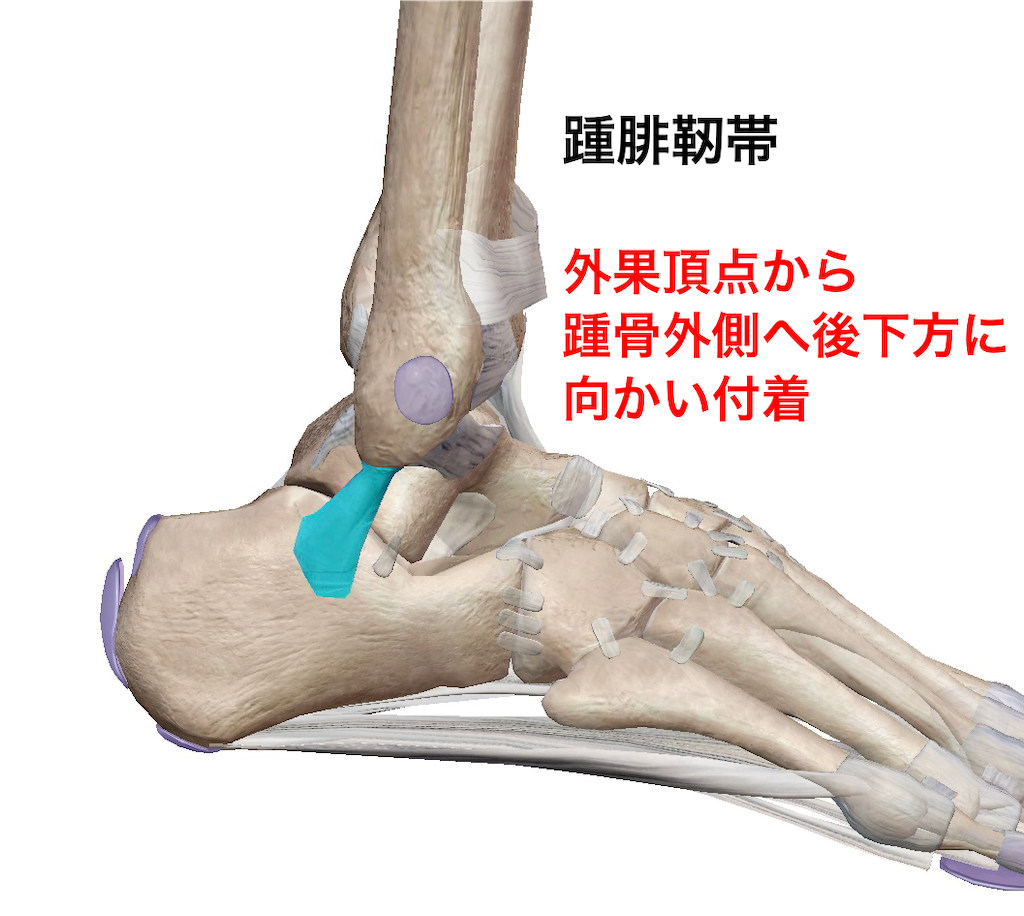 距腿関節とは – 距腿関節 構造 – 距腿関節の解剖学・運動 …