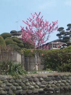 f:id:ptpl-k:20090310113605j:image f:id:ptpl-k:20090310113605j:image