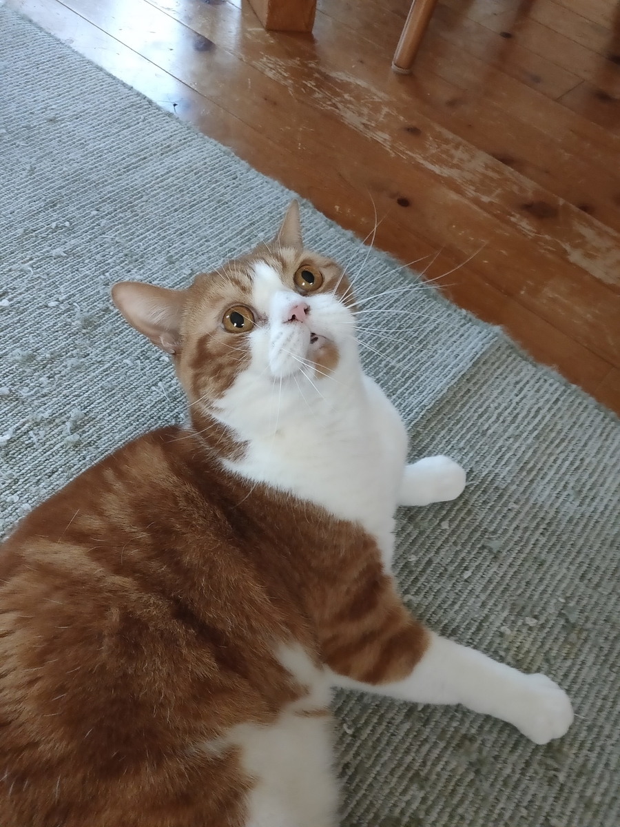 f:id:ptr-yudai:20211203204910j:plain:w32