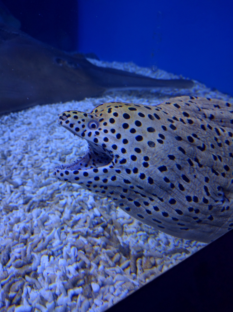 f:id:ptskunx:20160315200850j:plain f:id:ptskunx:20160315200850j:plain