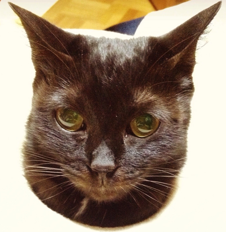 f:id:ptskunx:20160401194731j:plain f:id:ptskunx:20160401194731j:plain