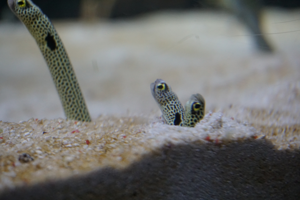 f:id:ptskunx:20160802210002j:plain