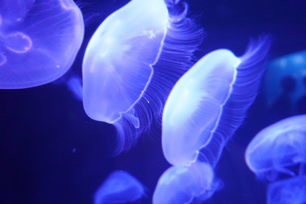 f:id:ptskunx:20160802210742j:plain