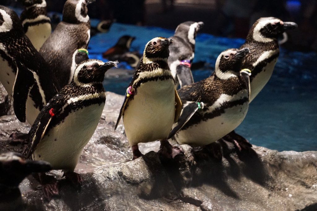 f:id:ptskunx:20160802212339j:plain