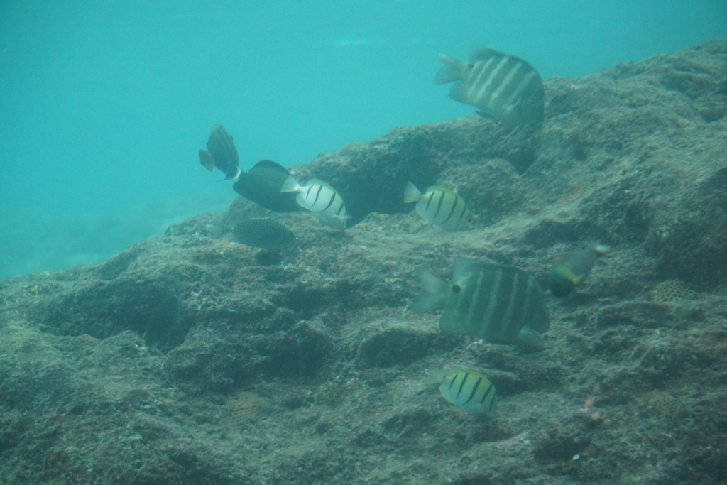 f:id:ptskunx:20161129092448j:plain