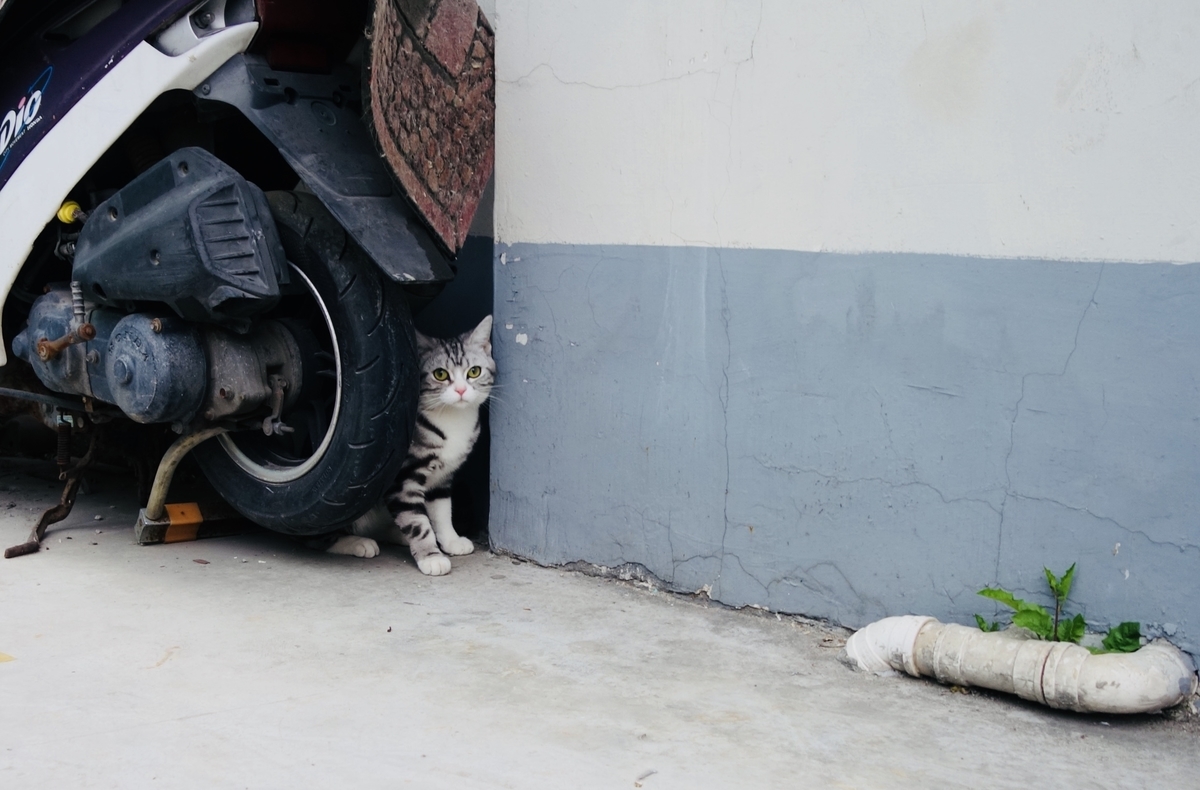 f:id:pucayu:20190326234806j:plain