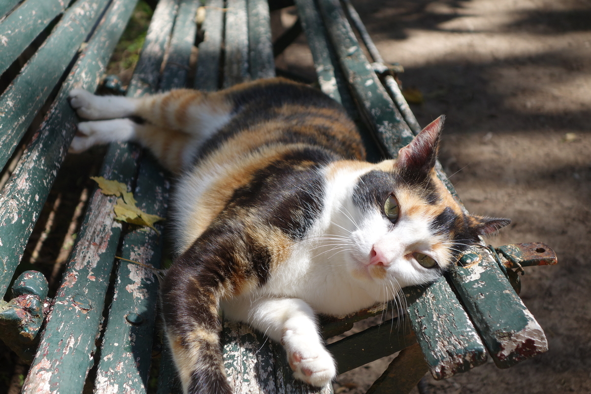f:id:pucayu:20190328183244j:plain