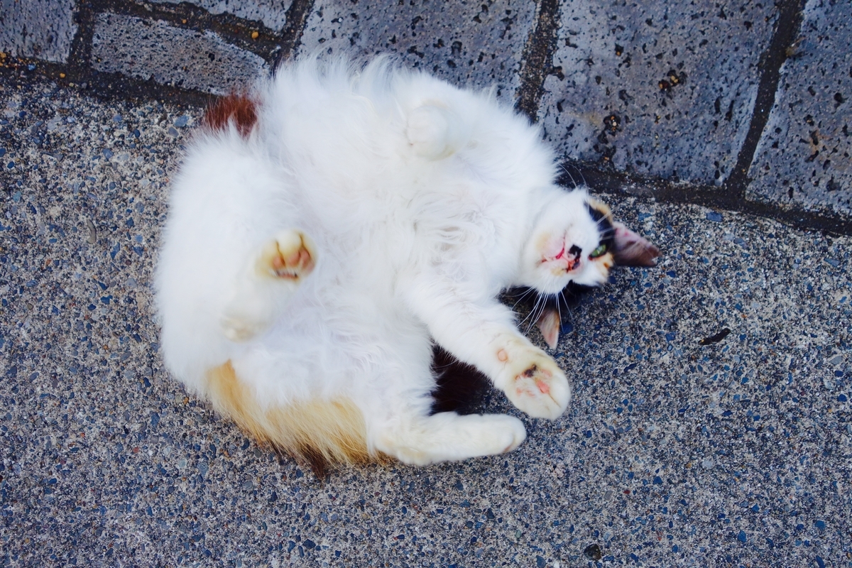 f:id:pucayu:20190328183731j:plain