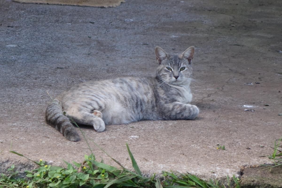 f:id:pucayu:20190328202538j:plain
