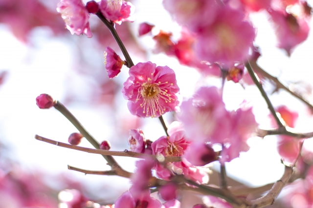 f:id:puchimi:20160214225348j:plain f:id:puchimi:20160214225348j:plain