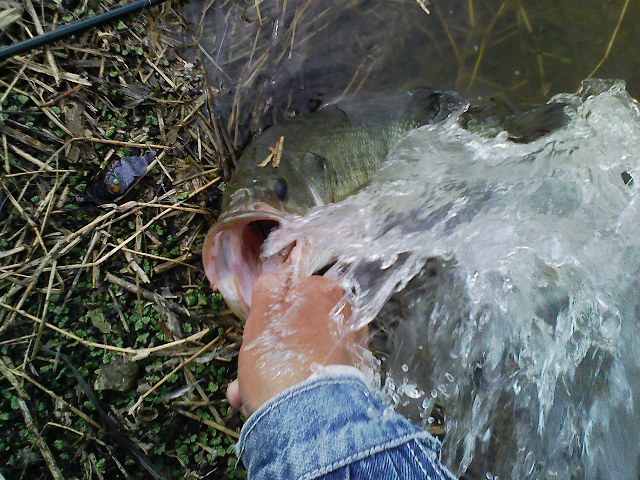 f:id:puchitenshi:20110412005207j:image f:id:puchitenshi:20110412005207j:image