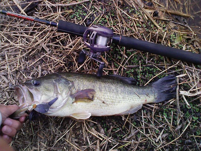 f:id:puchitenshi:20110412005243j:image f:id:puchitenshi:20110412005243j:image