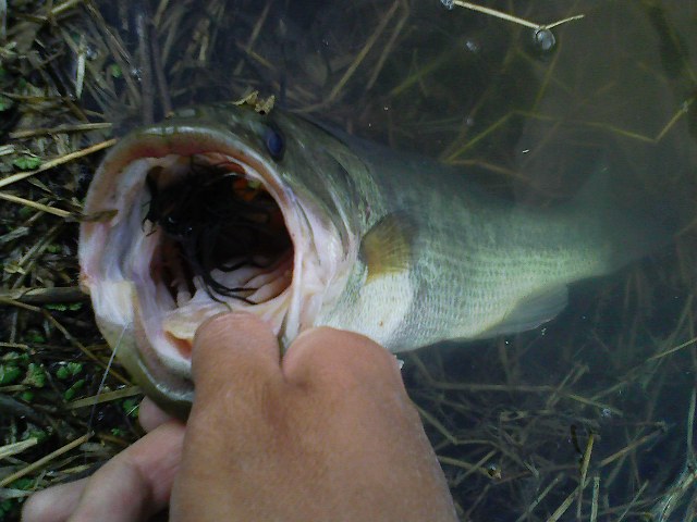 f:id:puchitenshi:20110412005446j:image f:id:puchitenshi:20110412005446j:image