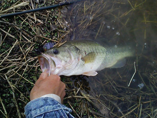 f:id:puchitenshi:20110412005908j:image f:id:puchitenshi:20110412005908j:image