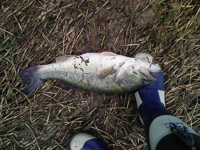 f:id:puchitenshi:20110424020754j:image f:id:puchitenshi:20110424020754j:image