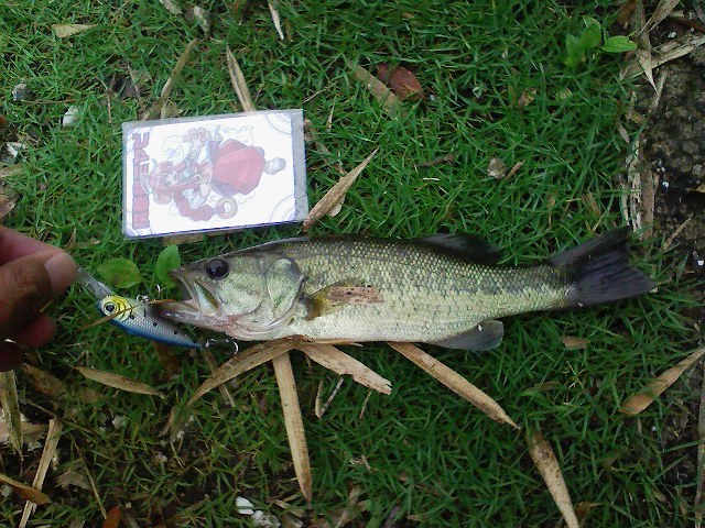 f:id:puchitenshi:20110701193410j:image f:id:puchitenshi:20110701193410j:image