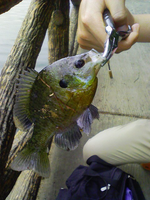 f:id:puchitenshi:20110704010031j:image f:id:puchitenshi:20110704010031j:image