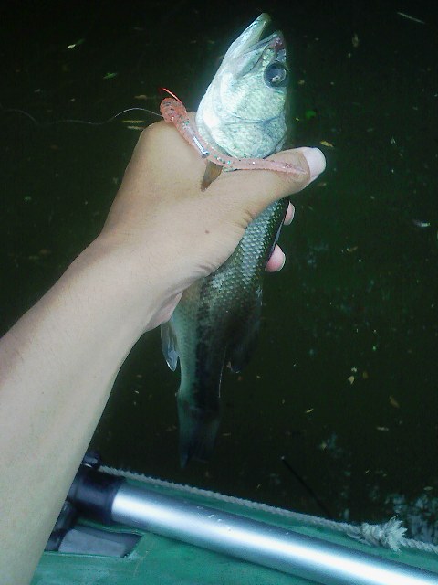 f:id:puchitenshi:20110707230026j:image