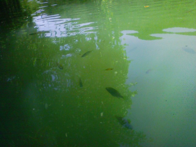 f:id:puchitenshi:20110715001802j:image f:id:puchitenshi:20110715001802j:image