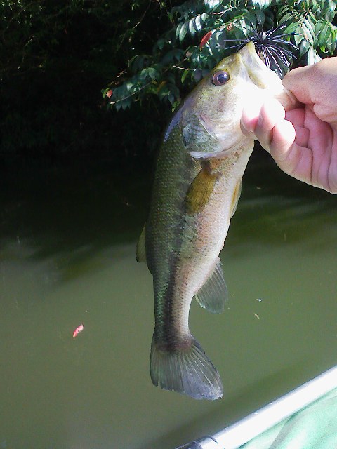 f:id:puchitenshi:20110715001900j:image f:id:puchitenshi:20110715001900j:image