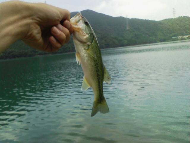 f:id:puchitenshi:20110807022816j:image