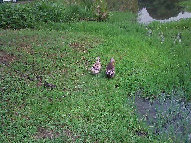 f:id:puchitenshi:20110816010819j:image