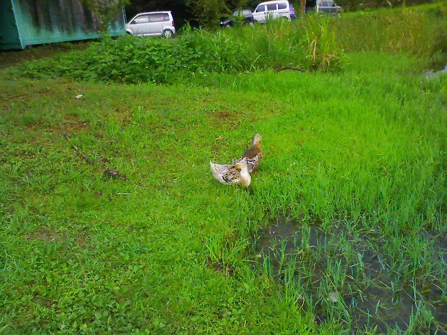 f:id:puchitenshi:20110816010840j:image