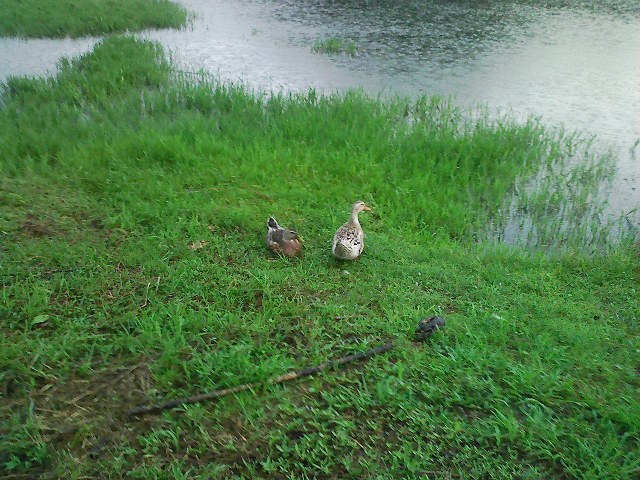 f:id:puchitenshi:20110816011427j:image