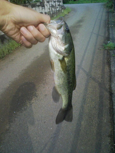 f:id:puchitenshi:20110823001748j:image f:id:puchitenshi:20110823001748j:image