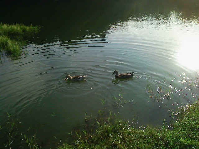 f:id:puchitenshi:20110825231006j:image