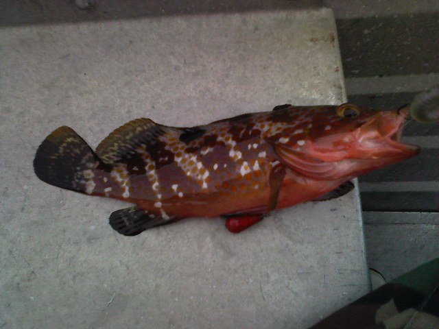 f:id:puchitenshi:20111003000740j:image f:id:puchitenshi:20111003000740j:image