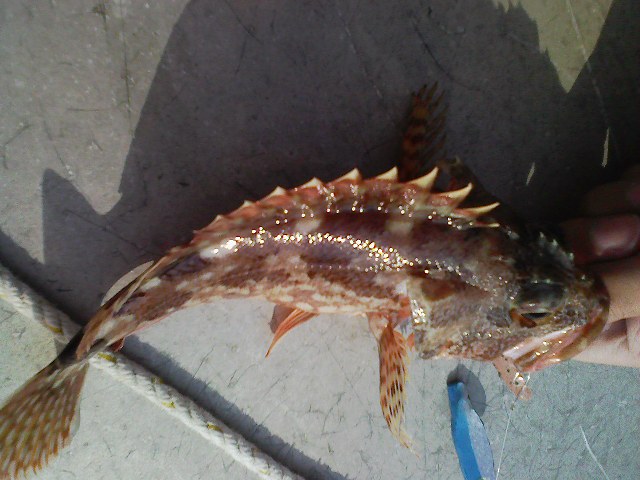 f:id:puchitenshi:20111017094616j:image