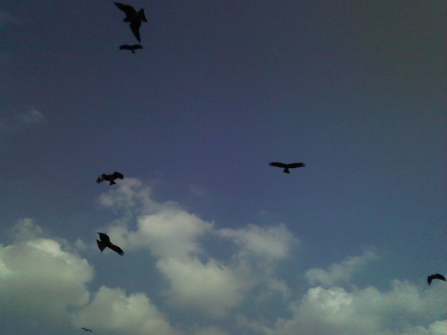 f:id:puchitenshi:20111017094702j:image