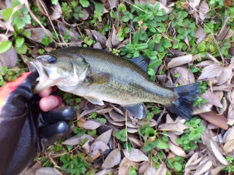 f:id:puchitenshi:20120224004508j:image