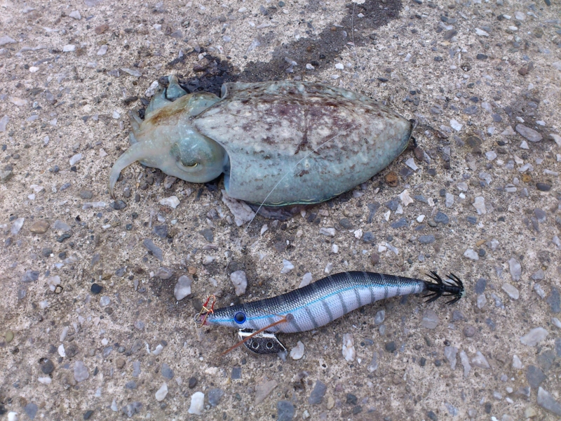 f:id:puchitenshi:20120410072226j:image f:id:puchitenshi:20120410072226j:image