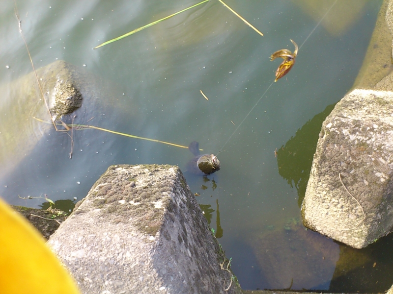f:id:puchitenshi:20120725163638j:image f:id:puchitenshi:20120725163638j:image
