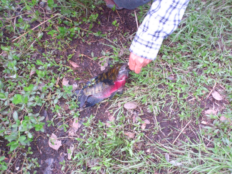 f:id:puchitenshi:20120725191239j:image f:id:puchitenshi:20120725191239j:image