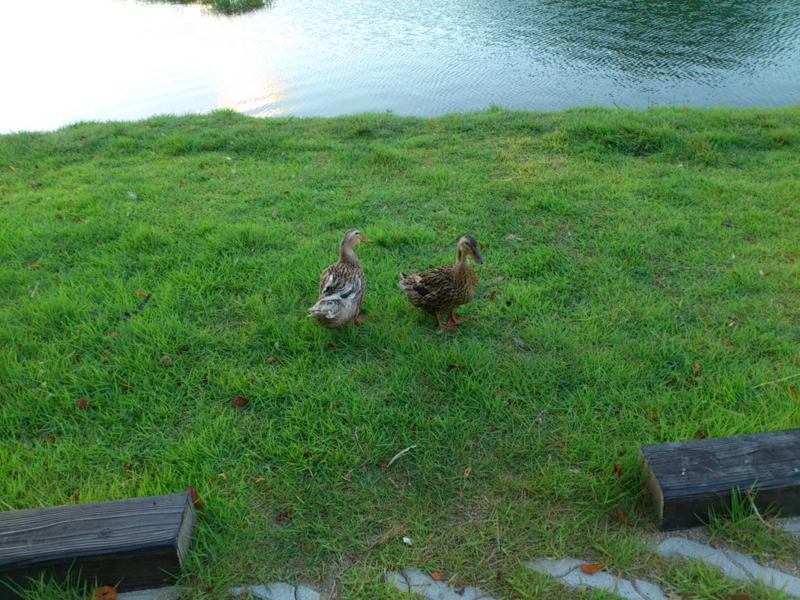 f:id:puchitenshi:20120803185642j:image f:id:puchitenshi:20120803185642j:image