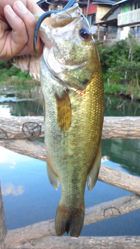 f:id:puchitenshi:20120803190100j:image f:id:puchitenshi:20120803190100j:image