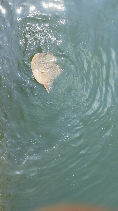 f:id:puchitenshi:20120818111658j:image f:id:puchitenshi:20120818111658j:image