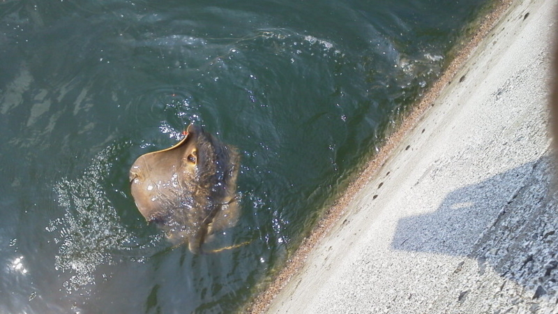 f:id:puchitenshi:20120819000231j:image f:id:puchitenshi:20120819000231j:image