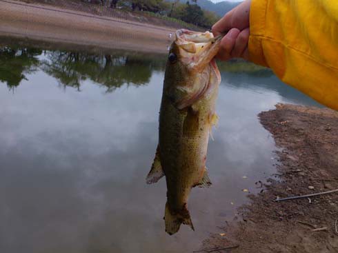 f:id:puchitenshi:20120903024638j:image