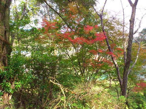 f:id:puchitenshi:20121104203606j:image f:id:puchitenshi:20121104203606j:image